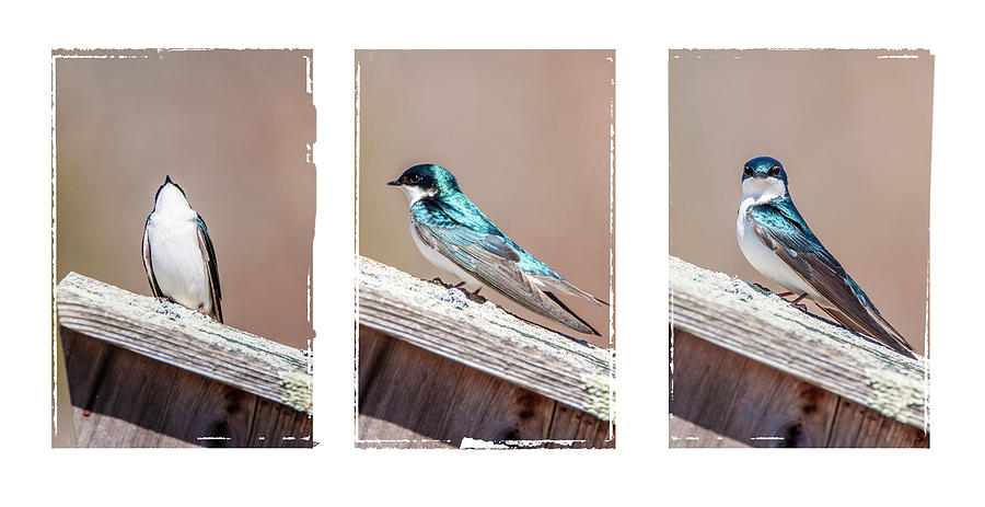 Tree Swallow Triptych Photograph by Cathy Kovarik