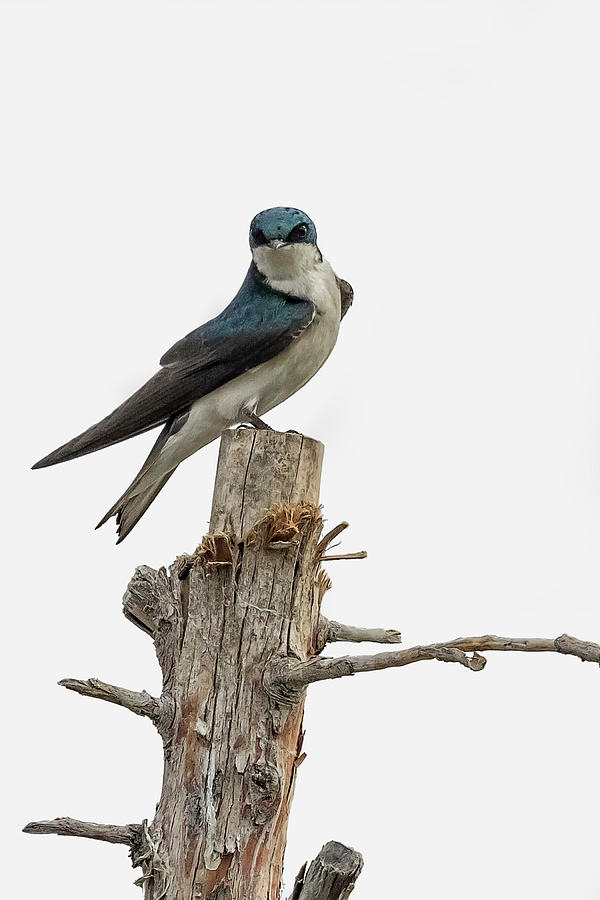 Tree Swallow with Flair Photograph by Belinda Greb