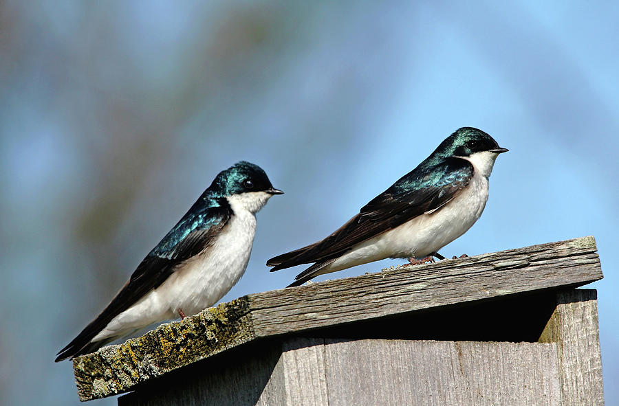 Tree Swallows At Home Photograph by Debbie Oppermann
