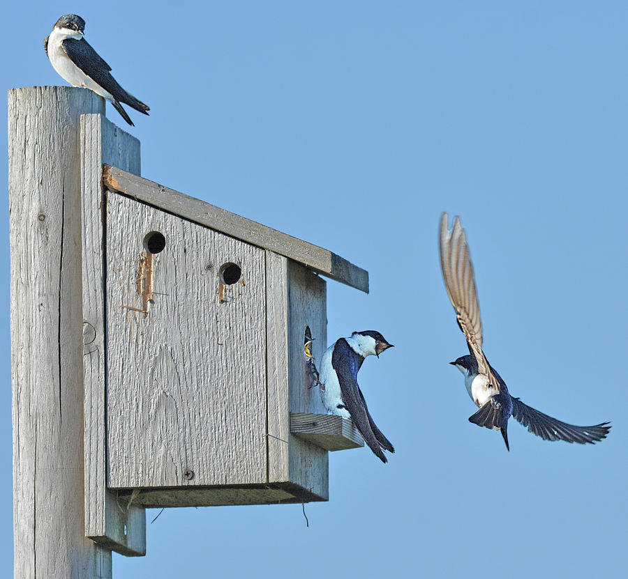 Tree Swallows at Nest Photograph by Alan Lenk