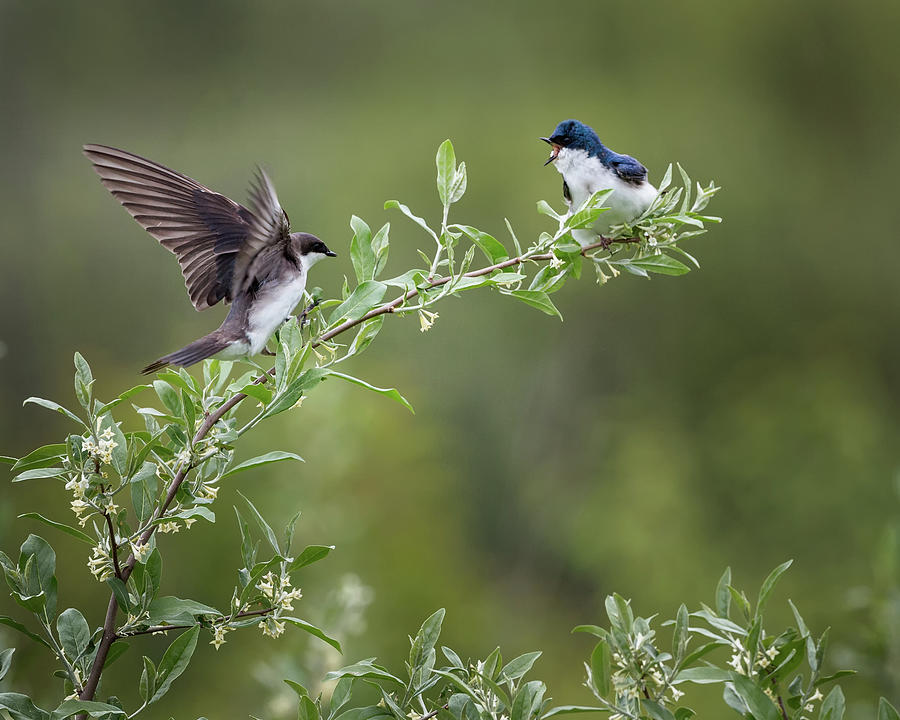 Tree Swallows Photograph by Bill Wakeley