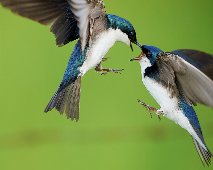 Tree Swallows fighting Photograph by Jestephotography Ltd