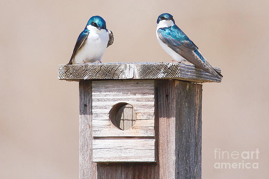 Tree Swallows - Actively Seeking To Start Their Nest Photograph by Nikki Vig