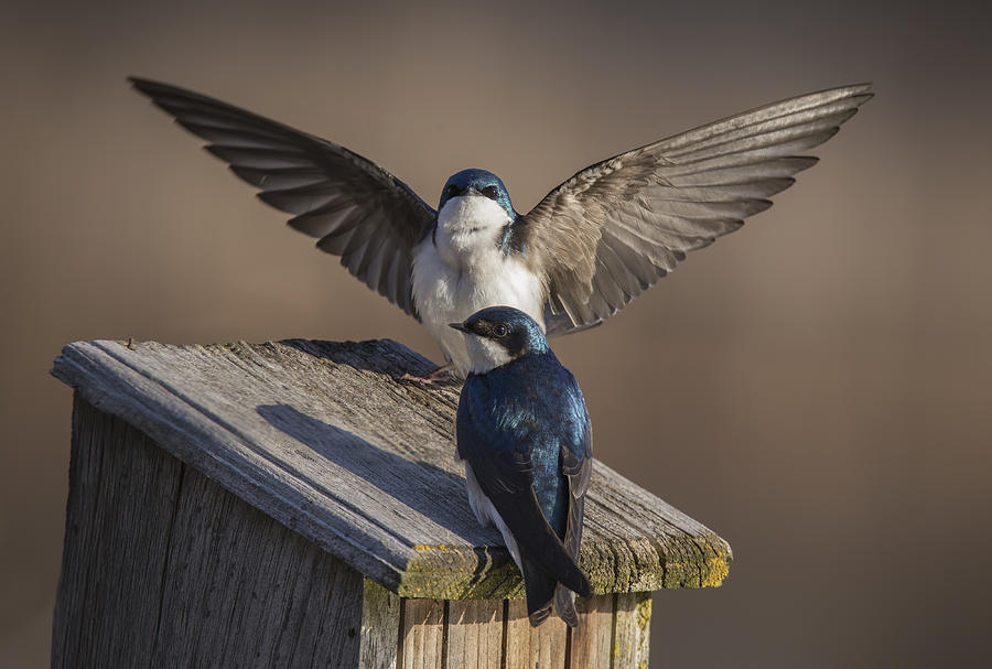 Tree Swallows  Photograph by Mircea Costina Photography