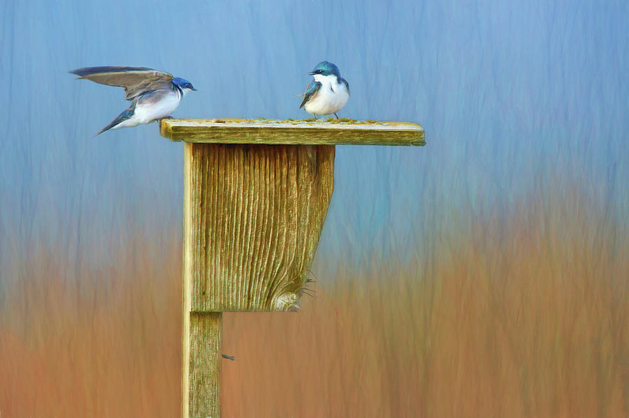 Tree Swallows - Nest Box Photograph by Nikolyn McDonald