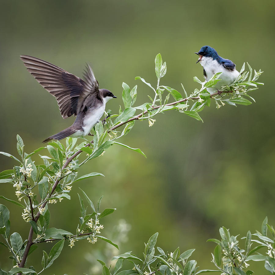 Spring Photograph - Tree Swallows square by Bill Wakeley