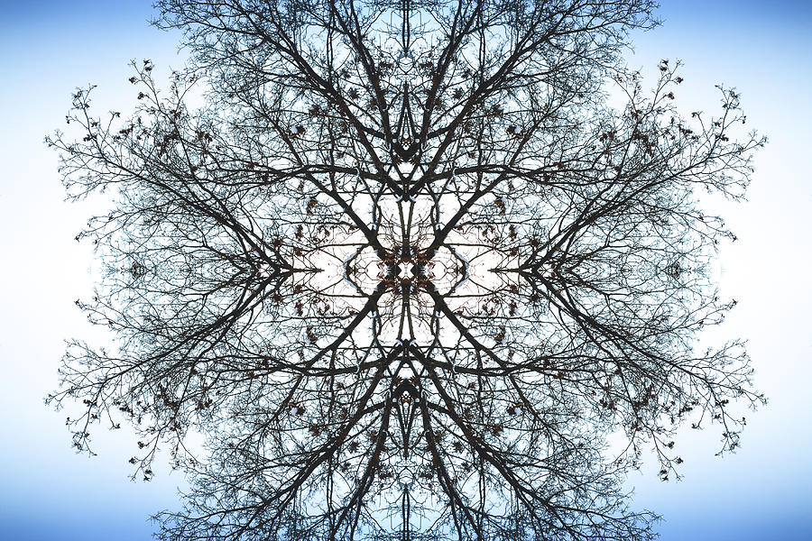 Tree Symmetry Abstract in Blue and White Photograph by John Williams