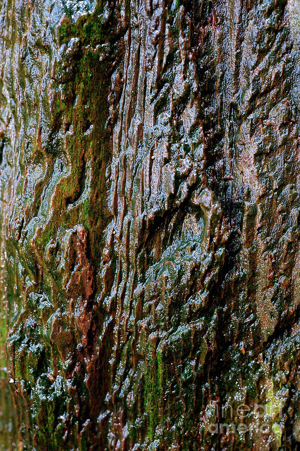 Tree Texture 11 Photograph by Terry Elniski