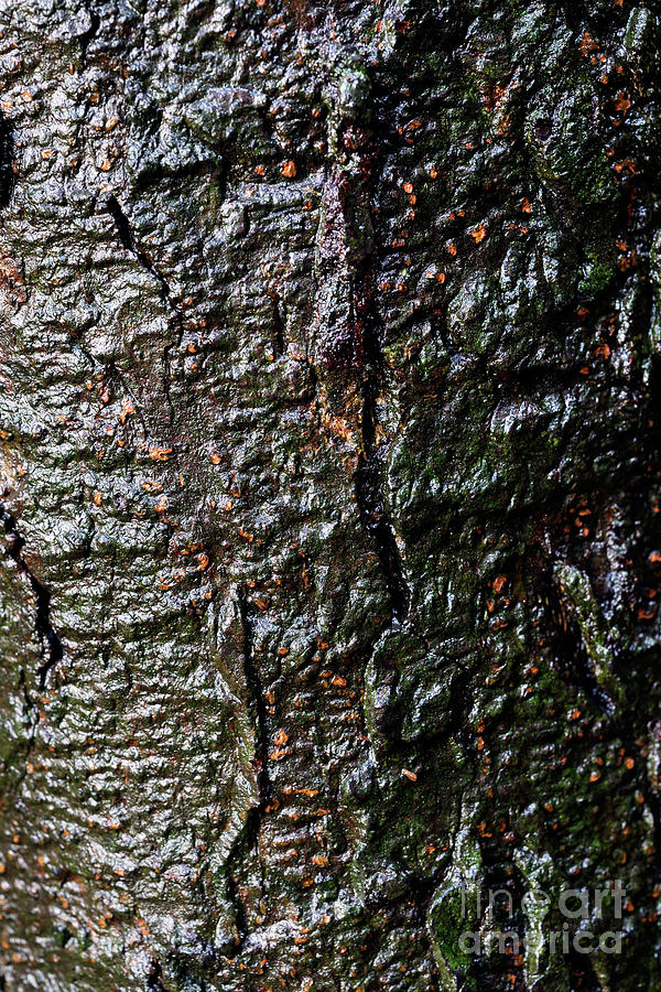 Tree Texture 12 Photograph by Terry Elniski