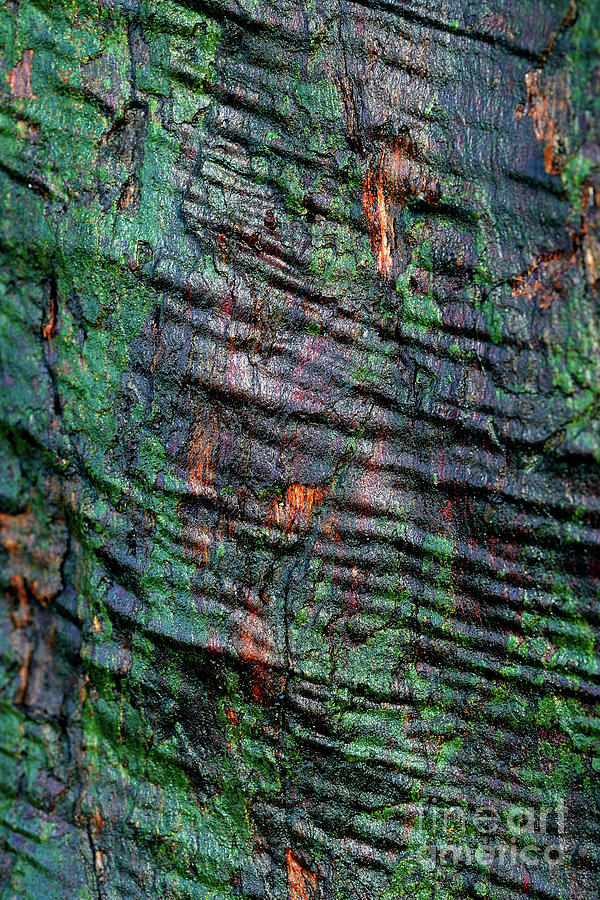 Tree Texture 13 Photograph by Terry Elniski
