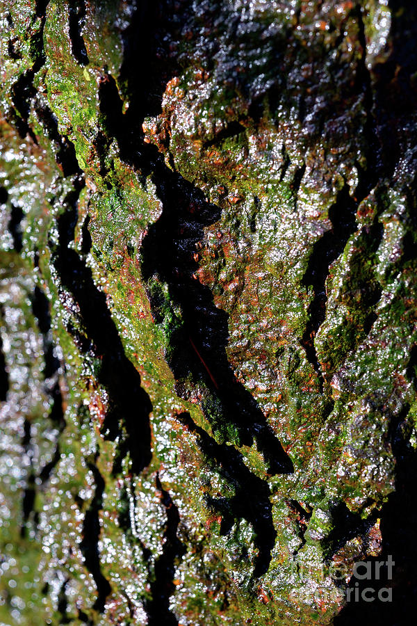 Tree Texture 14 Photograph by Terry Elniski
