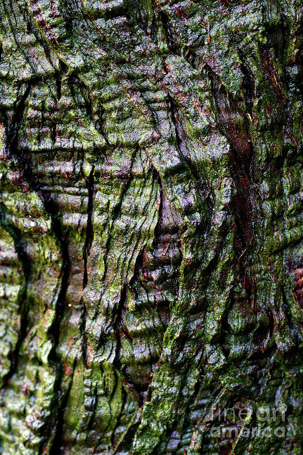 Tree Texture 15 Photograph by Terry Elniski