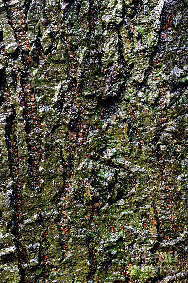 Tree Texture 16 Photograph by Terry Elniski