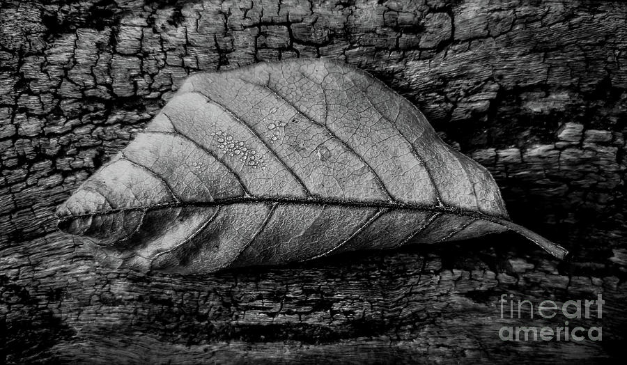 Tree Textures 2 BW Photograph by James Aiken