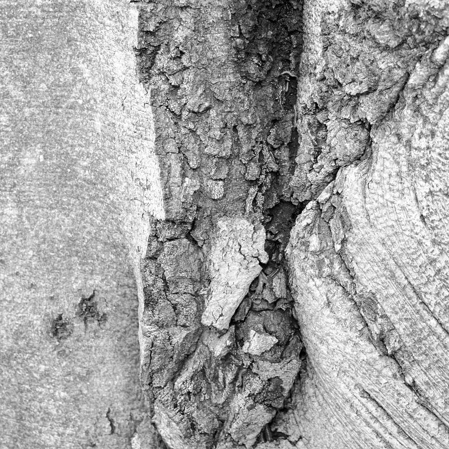 Black And White Photograph - Tree Textures 2 by Frank Mari