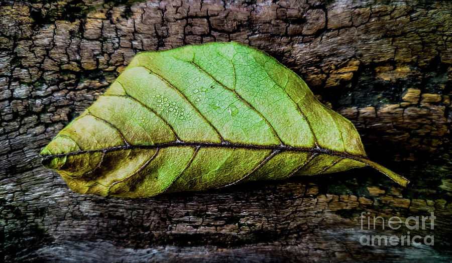 Tree Textures 2 Photograph by James Aiken