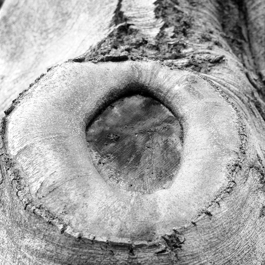 Tree Textures 3 Photograph by Frank Mari