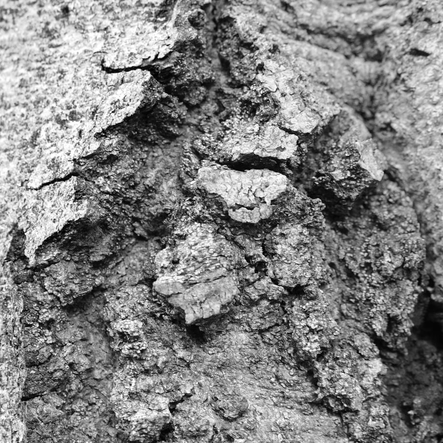 Tree Textures 4 Photograph