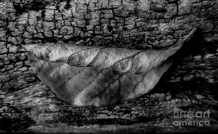 Tree Textures BW Photograph by James Aiken