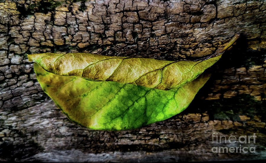 Tree Textures Photograph by James Aiken