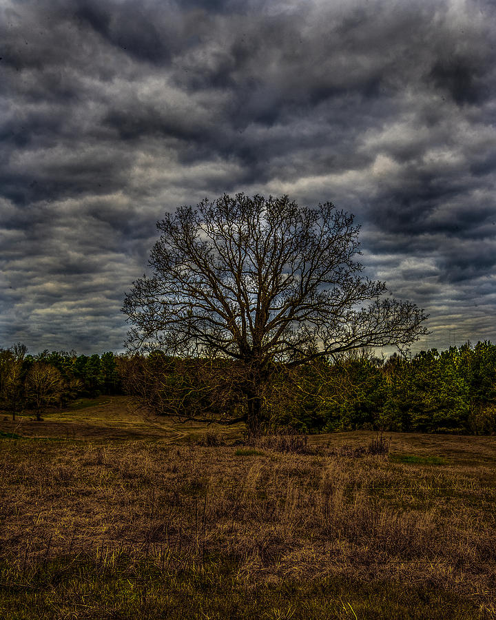 Tree Photograph - Tree by Thomas Warner