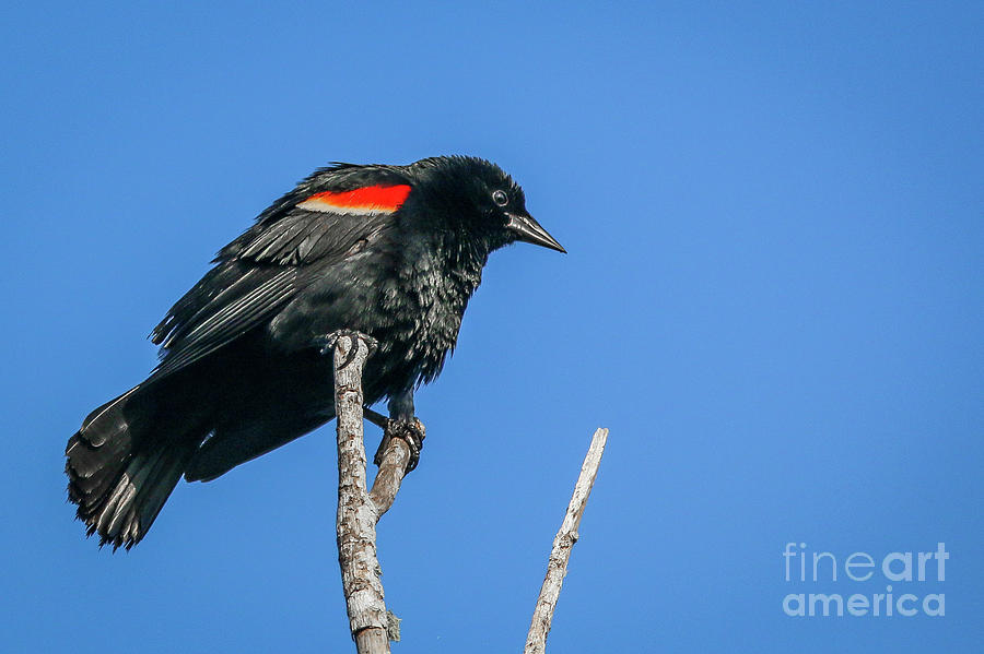 Tree Top Blackbird Photograph by Tom Claud