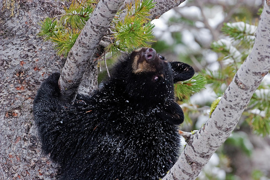 Tree Top Bear Photograph by Mark Miller