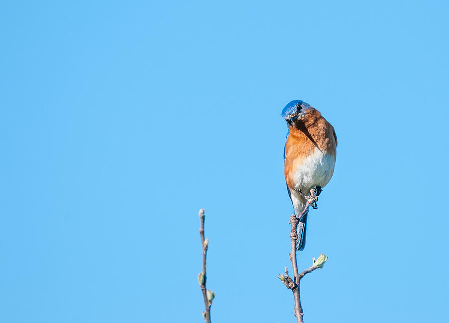Tree Top Blue 2 Photograph by Heather Hubbard Tree Top Blue 2 Photograph by Heather Hubbard