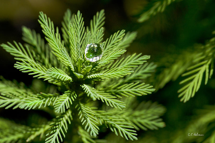 Tree Top Dew Drop Photograph by Christopher Holmes
