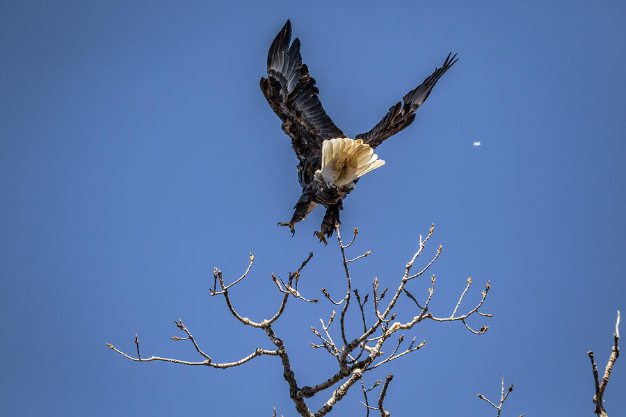 Tree Top Eagle Photograph by Ray Congrove