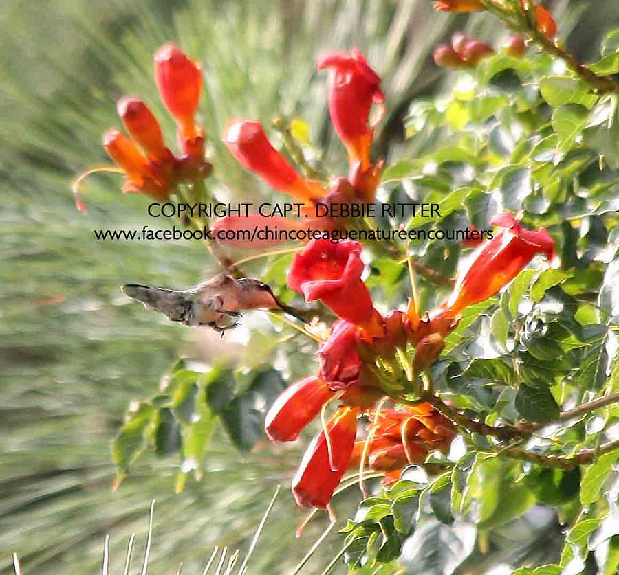 Tree Top Hummingbird Photograph by Captain Debbie Ritter