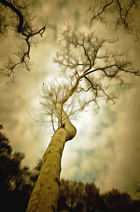 Tree Painting - Tree Top In The Clouds by Barbara Snyder