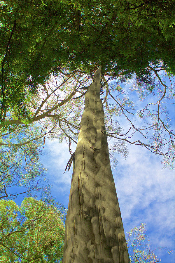 Tree Top Photograph by SC Heffner