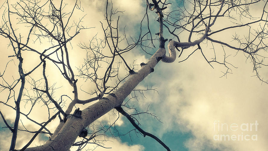 Up Movie Photograph - Tree Tops 1 by Priska Wettstein