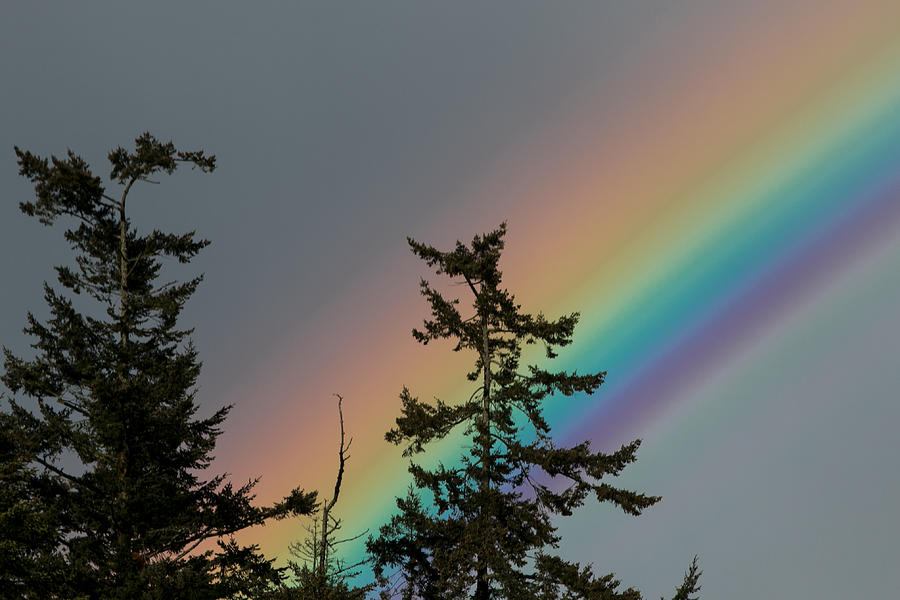 Tree Tops and a Rainbow Photograph by E Faithe Lester