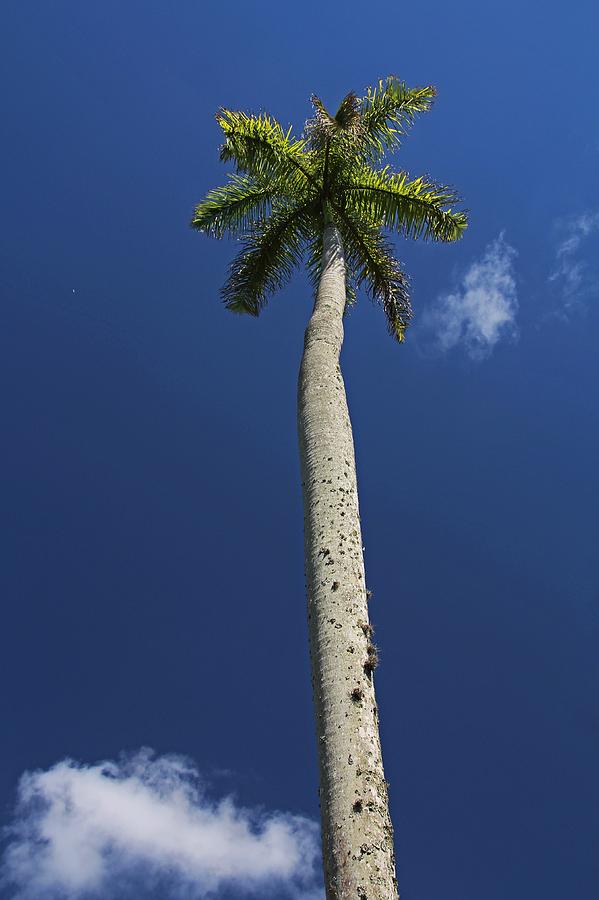 Tree Tower Photograph by Michiale Schneider