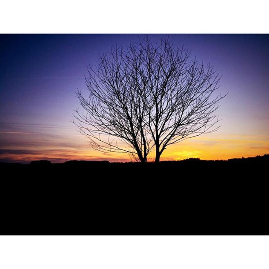 Nature Photograph - #tree #tree_captures #sunset by Tat Fra