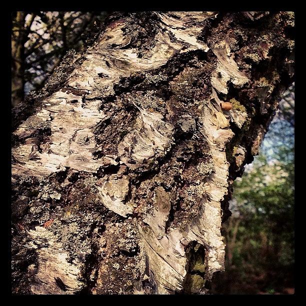 Nature Photograph - #tree #trees #bark #treebark by Miss Wilkinson
