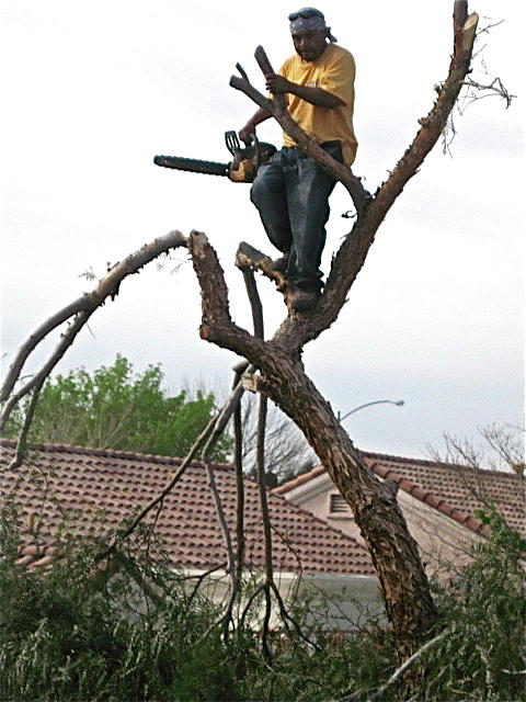 Tree Trimmer Photograph by Sam Chinkes | Fine Art America