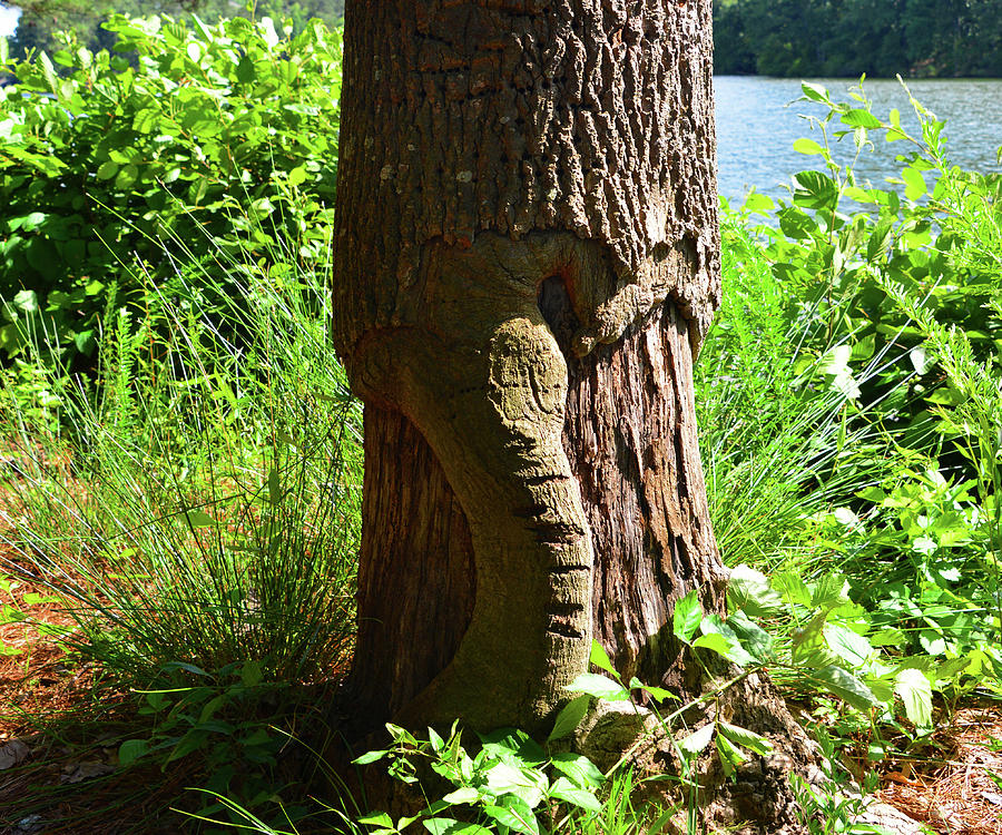 Tree Trunk Photograph by David Lee Thompson