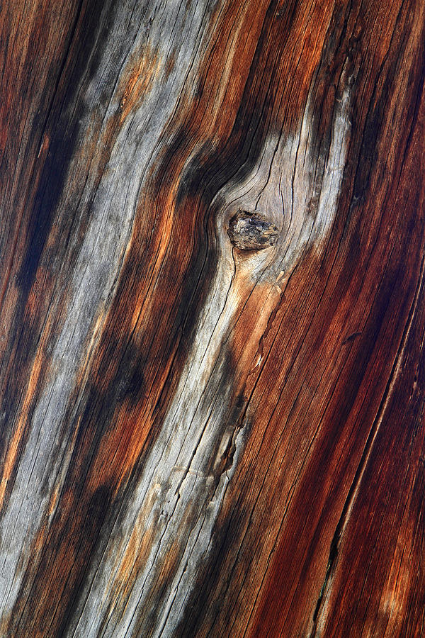 Tree trunk design Photograph by Pierre Leclerc Photography
