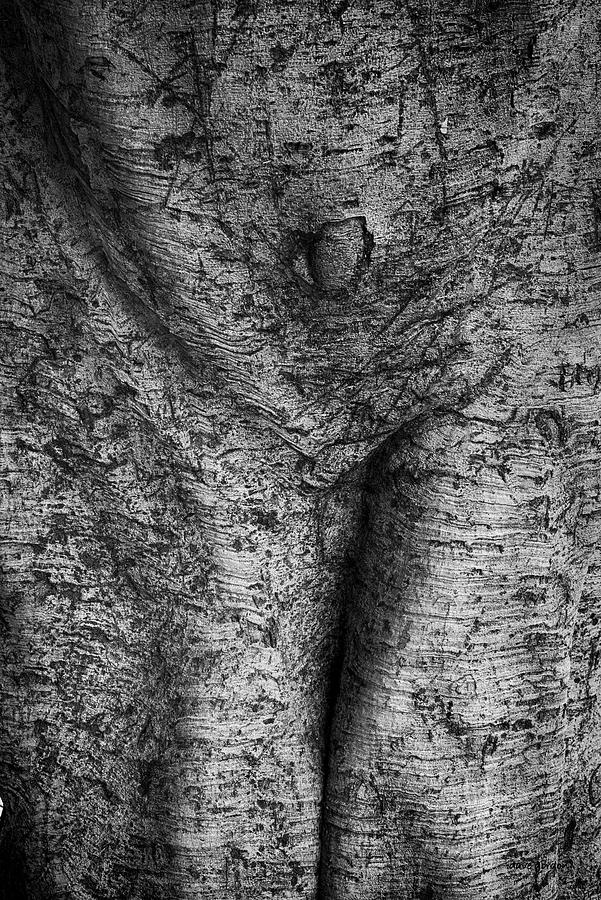 Tree Trunk I Photograph by David Gordon