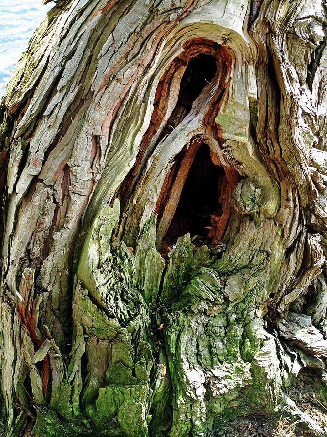 Tree Trunk Photograph