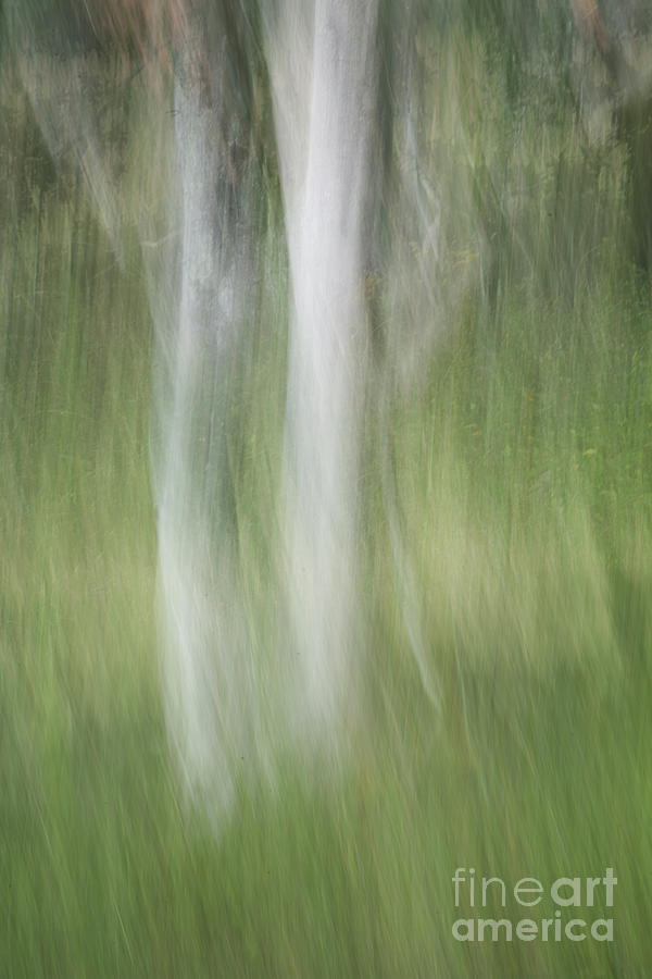 Tree Trunk Motion Photograph