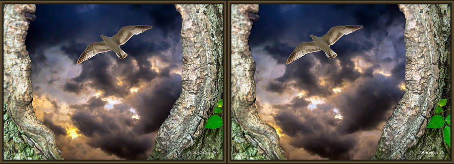 Tree Trunk Portal - 3D Stereo X-view Photograph by Brian Wallace