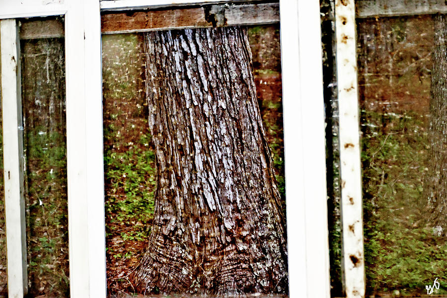 Tree Trunk Through A Screened Window Photograph