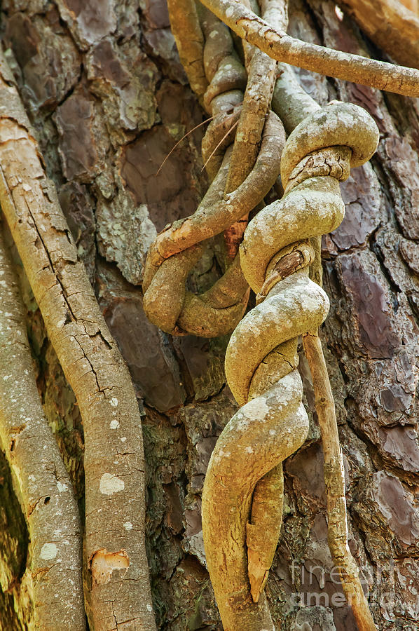 Tree Trunk with Vine Knots Photograph by Bob Phillips