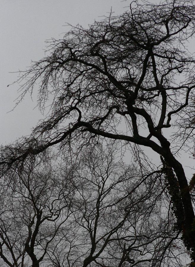 Tree Trunks and Branches Photograph by Christopher J Kirby