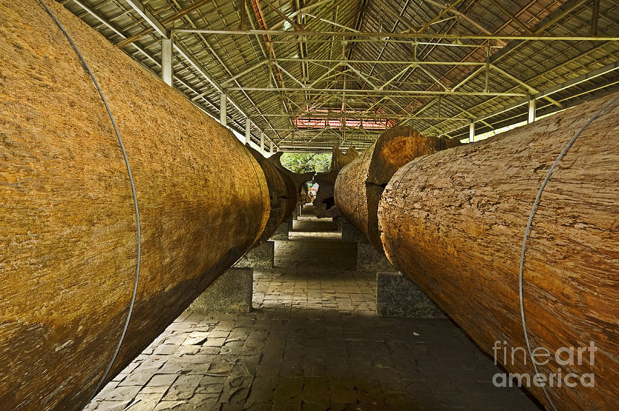 Tree Photograph - Tree Trunks  by Charuhas Images