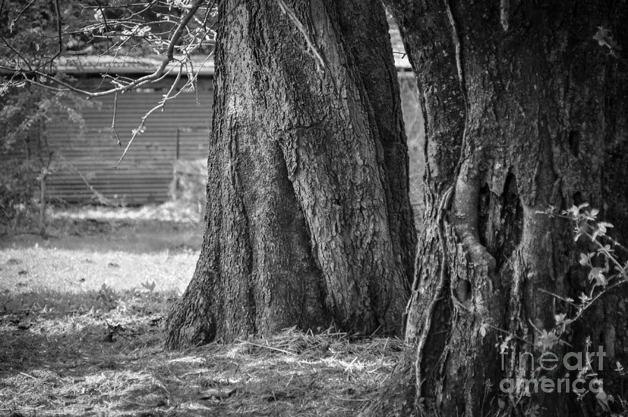 Tree Trunks Photograph by Cheryl McClure